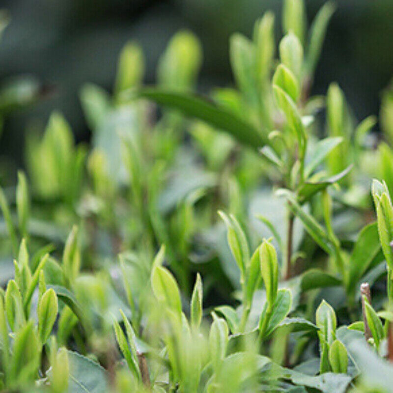 Dragon Well Green Tea Pure Longjing Bulk Green Tea Slimming Tea Health Care 250g