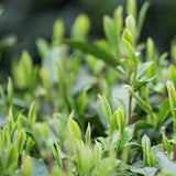 Dragon Well Green Tea Pure Longjing Bulk Green Tea Slimming Tea Health Care 250g