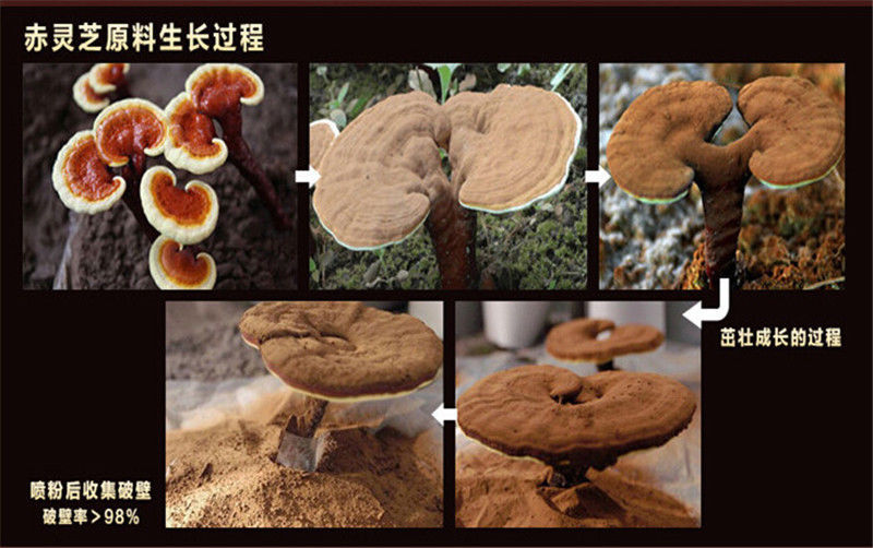 500g Chinese Ganoderma Lucidum Lingzhi Tea Wild Reishi Spore Powder Herbal Tea