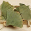 Ecology Herbal Green Tea Health Care Ginkgo Biloba Leaves Tea Chinese Ginkgo Tea