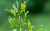 250g Tieguanyin Tea Fresh Green tea Tikuanyin Natural Organic Health Oolong Tea 铁观音茶