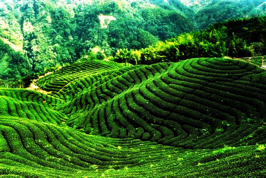 500g Red Biluo Black Tea In Bulk Yunnan Fengqing Dianhong Cooked Tea Fresh Tea 茶