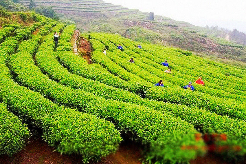 357g Great Original Pu-erh Tea Cooked Tea Cake Ripe Tea Shu Pu'er Tea HelloYoung