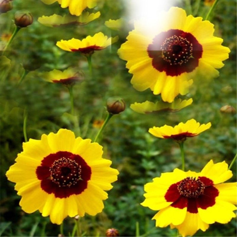 45g Organic Kunlun Mountain Snow Daisy Chrysanthemum Tea Herbal Tea Flower Tea Huacha