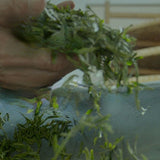 Weight Loss New Gift Package Longjing Tea Fragrant Green Tea Loose Leaf Tea 200g