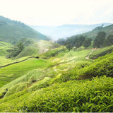 Dragon Well Green Tea Pure Longjing Bulk Green Tea Slimming Tea Health Care 250g