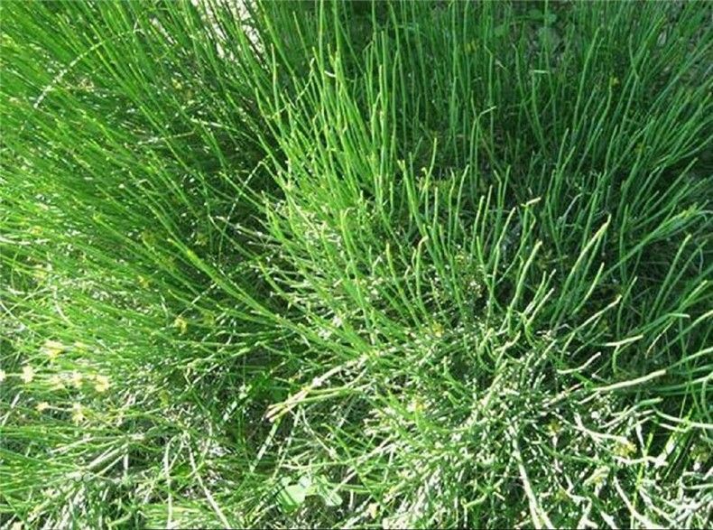 250g MaHuang Herbal Tea Pure Raw Natural Ephedra Sinica Tea Ma Huang Tea Health Care Tea Muhuang Mohuang Mahang