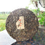 Organic Pu'er Spring Tea Zhonghongying KunLu Mountain Tea Ancient Tree Tea 357g