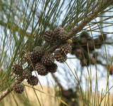 250g MaHuang Herbal Tea Pure Raw Natural Ephedra Sinica Tea Ma Huang Tea Health Care Tea Muhuang Mohuang Mahang