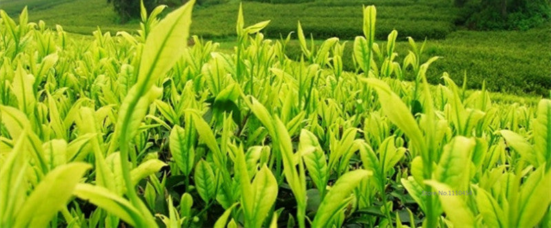 100g Chinese Fuding Silver Needle White Tea Bai Hao Yin Zhen Tea Health Care Tea