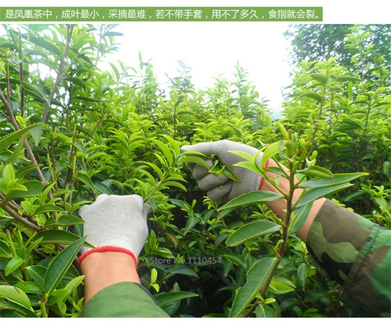 250g New Spring Grade Phoenix Single Longitudinal Tea 100% Natural Health Care Dancong Tea