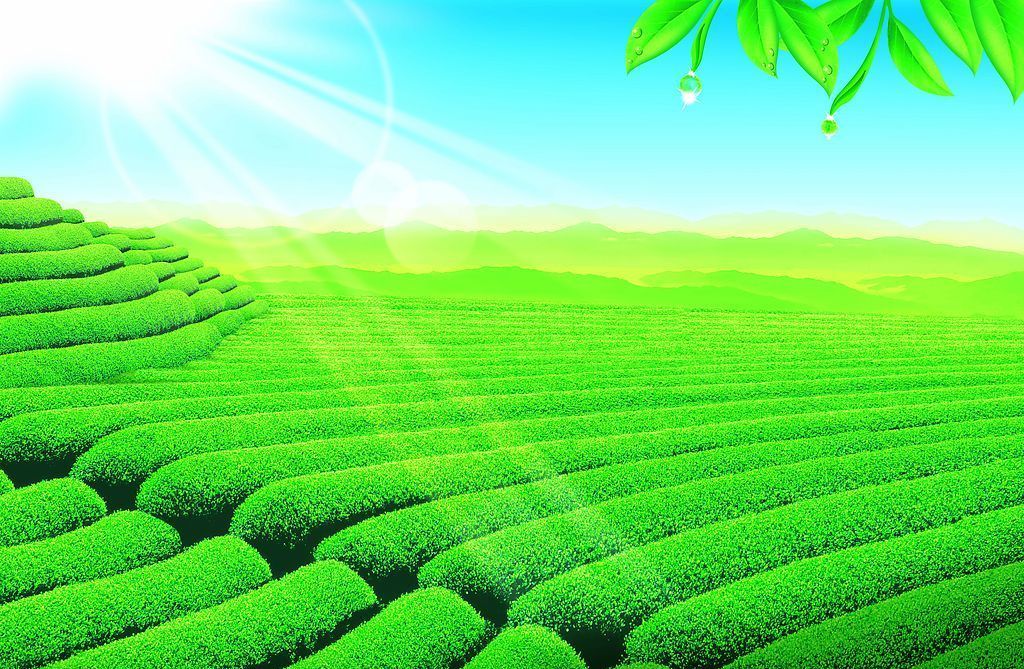 125g China High Quality Milk Oolong Tea Tiguanyin Green Tea Milk Oolong Milk Tea