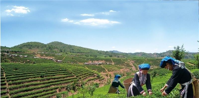 100g Yunnan Puerh Tea Glutinous Rice Flavor Puer Tuocha Black Tea Ripe Pu Er Tea