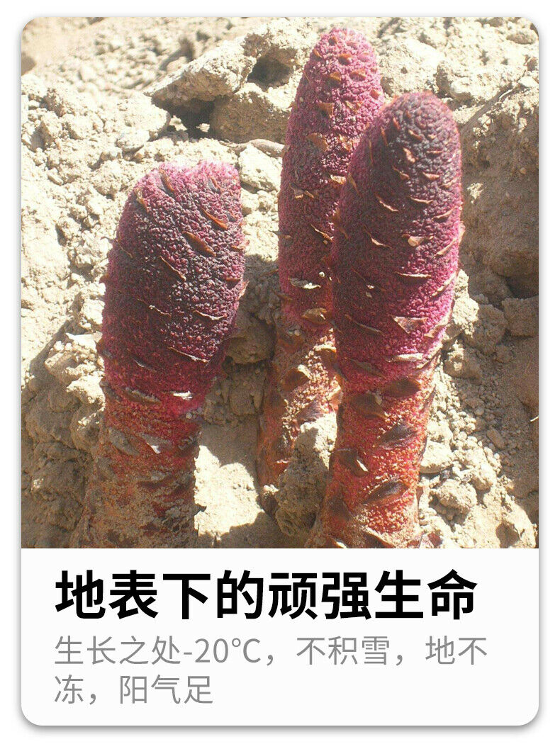 疆芸锁阳粉 Jiang Yun Suo Yang Fen Jiangyunsuoyangfen 250g