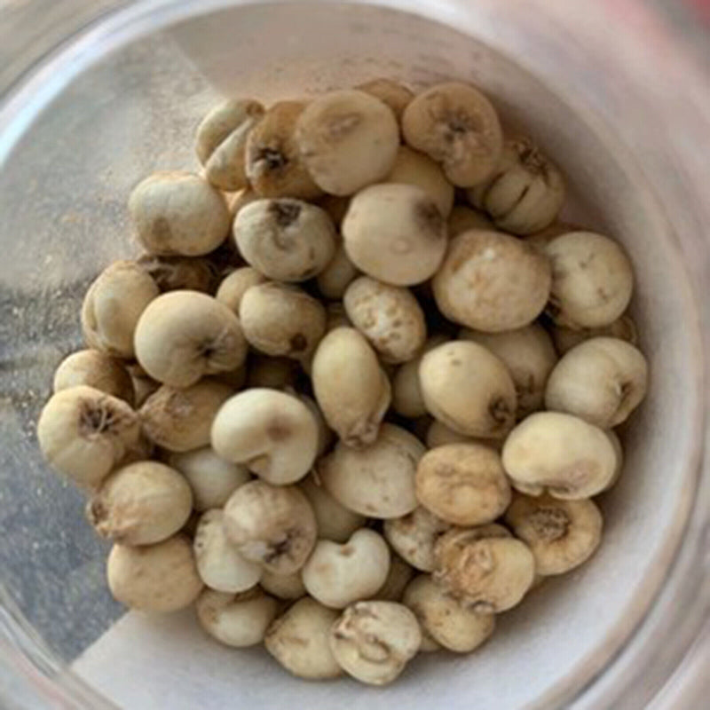 Chinese Specialty Chuan Bei Mu Health Herbal Tea 川贝 川贝炖雪梨 润肺化痰 50g