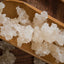 China Xueyan Xue Yan Gum Tree Secretion Snow Bird Nest Snow Petrel Skin Collagen