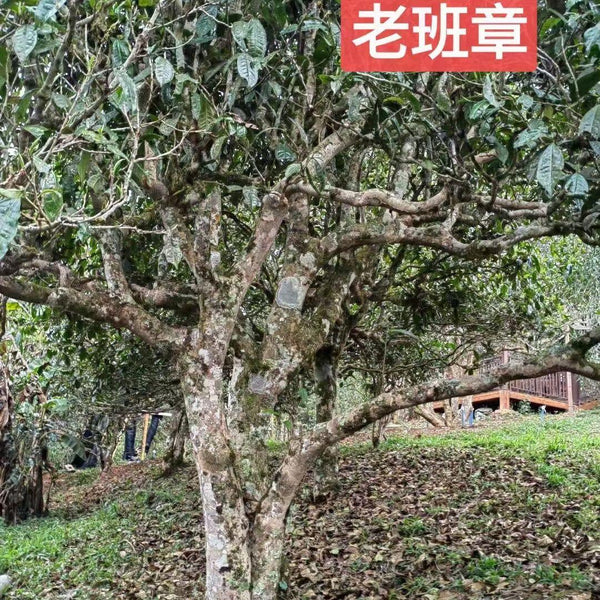 CIFbuy 2018 Yunnan Puer Tea Lao Ban Zhang Pu-erh Cooked Tea Old Pu'er Tea 357g Ripe