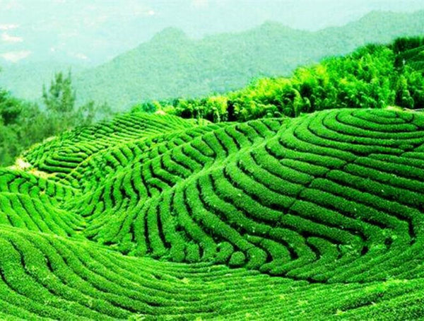CIFbuy 250g Milk Oolong Tea Organic Green Tea Mountain Fragrant Loose Tea Health Care