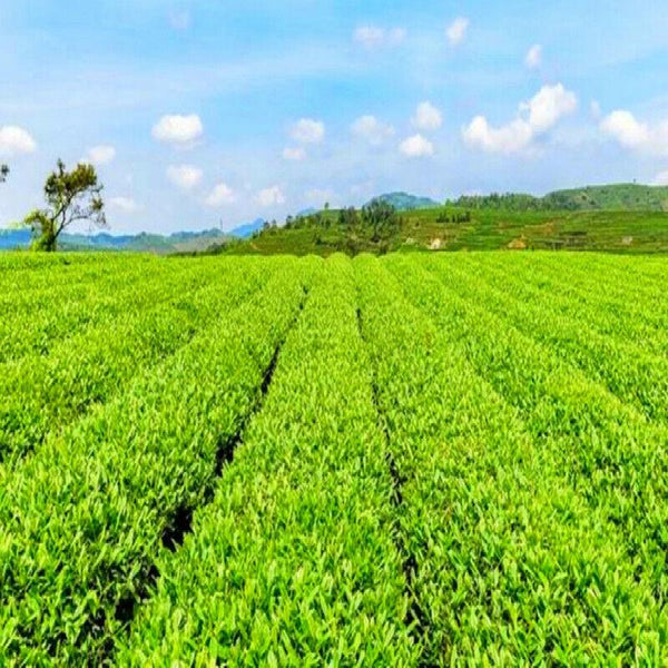 CIFbuy New Premium Spring Biluochun Green Tea Chinese Green Tea Organic Specialty Tea