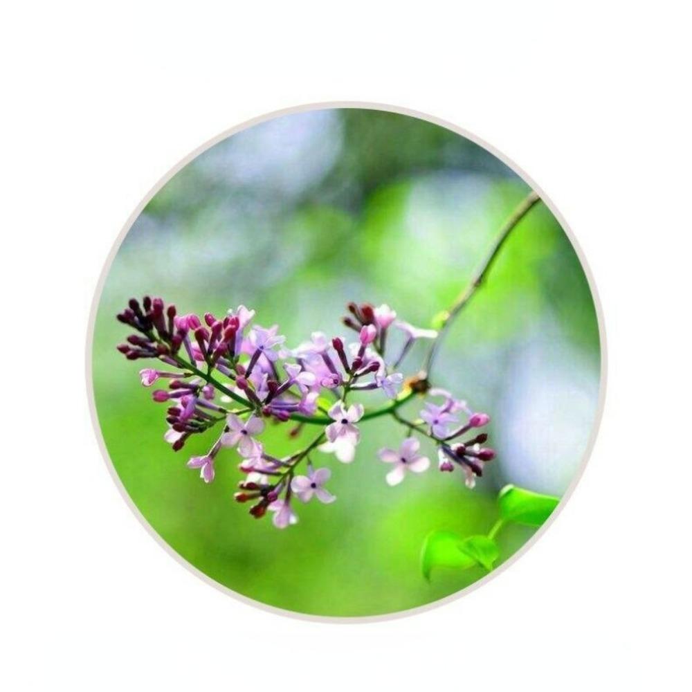 CIFbuy Green Tea Herbal Drink Dried Syringa Leaves