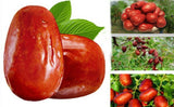 250g Dried Fruit Red Dates Organic Spring Jujube Herbs Green Food
