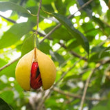 Premium Tea Bags - Aromatic & Flavorful Brew Ceylon Black Tea with Nutmeg