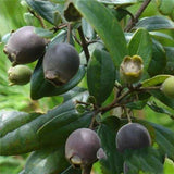 500g Organic Dried Rhodomyrtus Tomentosa, Downy Rosemyrtle Fruit
