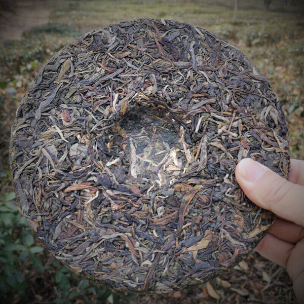 357g Certified Yiwu Pu'er Tea Early Spring Arbor Cha Tea Weight Loss Healthy Tea