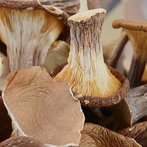 Dried Mushrooms Pig Stomach Fungus Shiitake for Soup Wild Mountain Delicacies