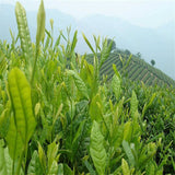 250g Alishan High Mountain Tee Pfirsich Geschmack Oolong Tee Grüner Bio-Tee 高级绿茶