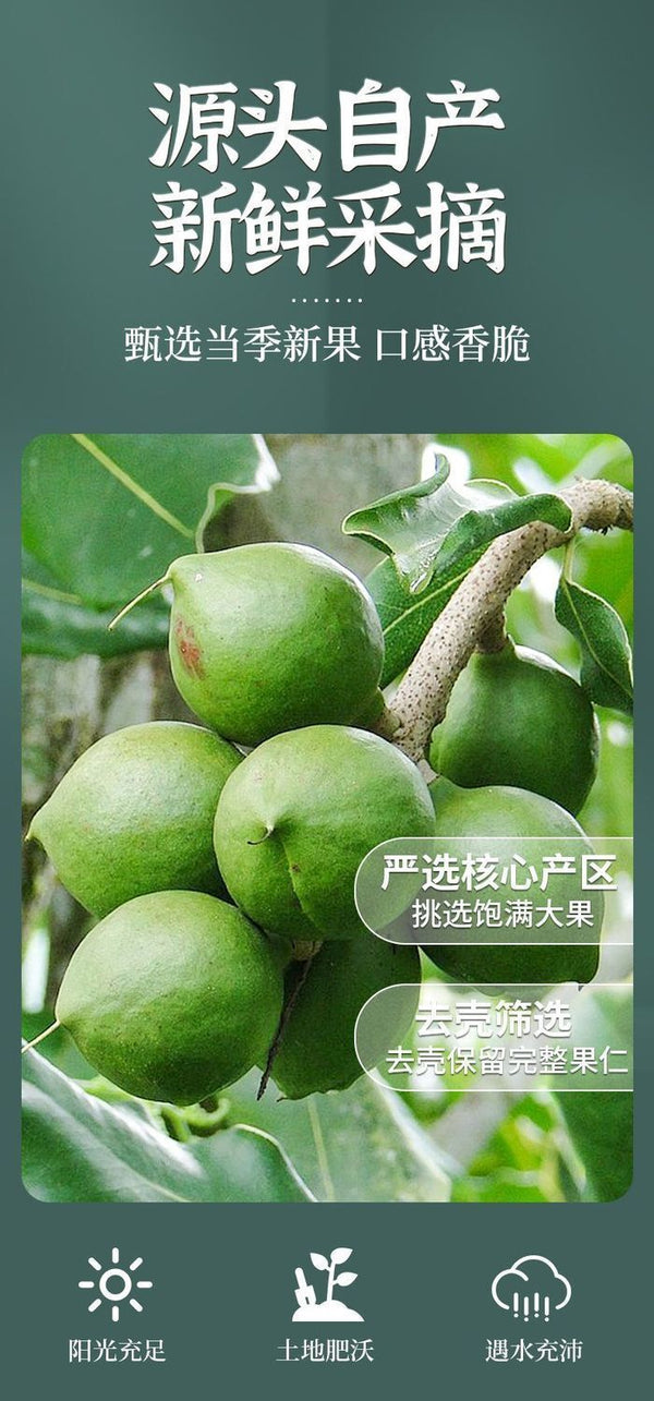 New Macadamia Nuts | Milk Flavor, Large Size, With Shell Opener, Snack