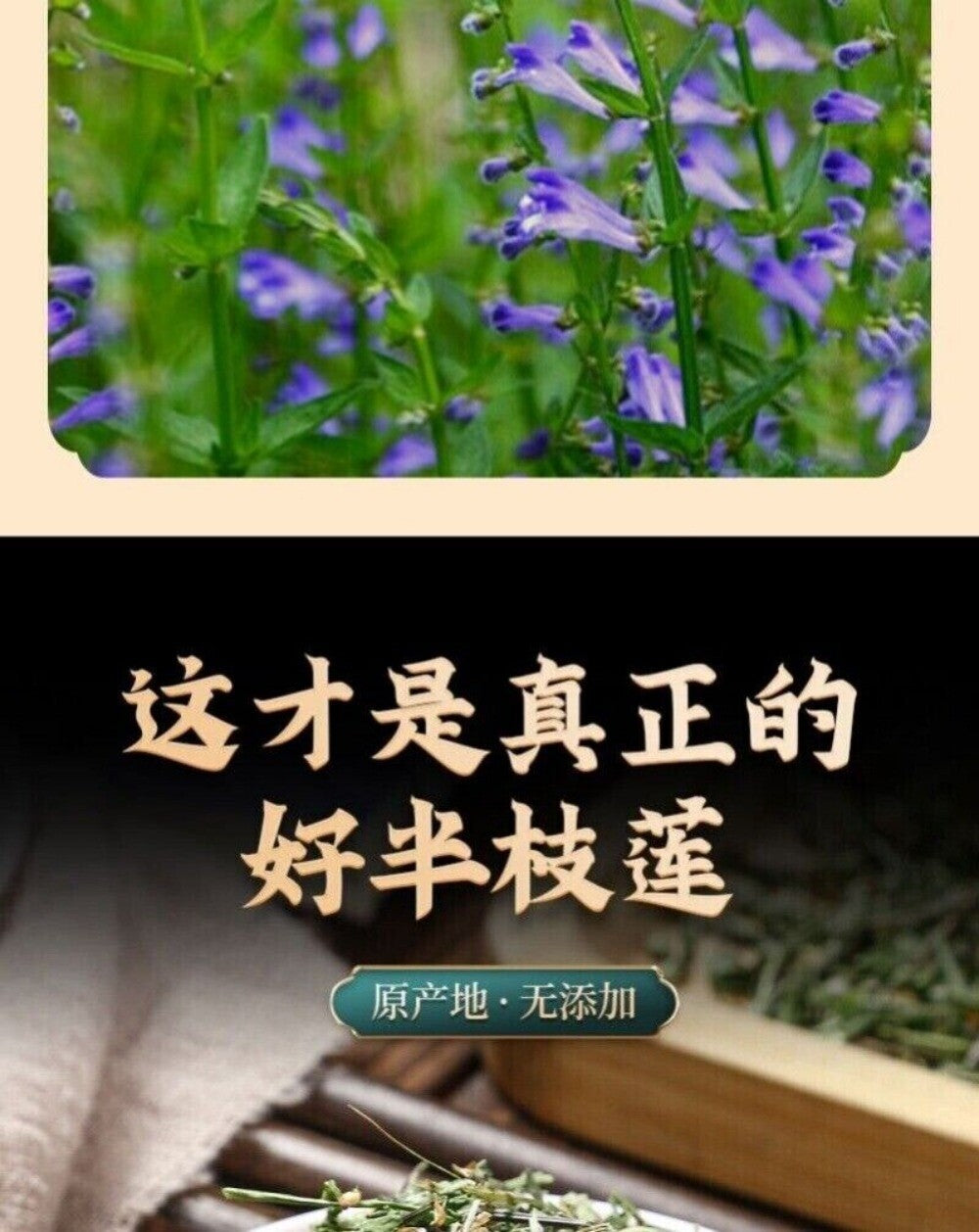 Wild Scutellaria Barbata Herb 100g Premium Sun Dried Fresh Harvested Natural