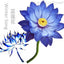 Natural Base Planting Pesticide Free Chinese Herb Dried Blue Lotus Flower