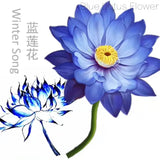 Natural Base Planting Pesticide Free Chinese Herb Dried Blue Lotus Flower