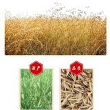 High Quality Organic Dried Herba Avena Fatua, Herb of Wild Oat, Yan Mai Cao