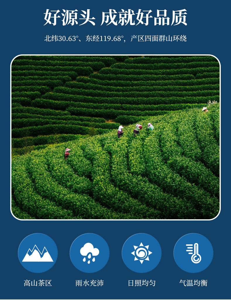 Grade Two Phoenix Style Pre-Qingming Gift Box Green Tea 125g New Anji White Tea