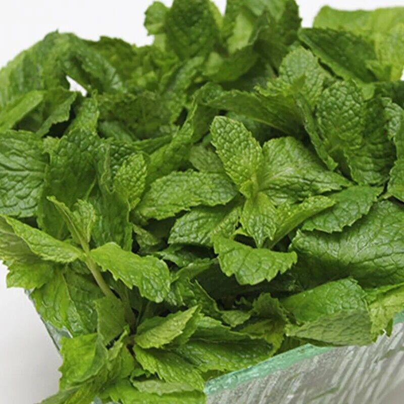 Mint Leaves Dried Peppermint Tea Herbal Pure Peppermint Natural Tea 500g/1.1LB