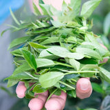 Organic Milk Oolong and Tieguanyin Green Tea