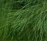 250g Ma Hang Green Tea Natural Mohang Tea Health Care Herbal Tea