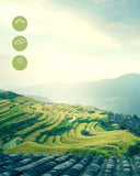 Organic Matcha Green Tea Powder 100g 100% Natural Premium Slimming Support