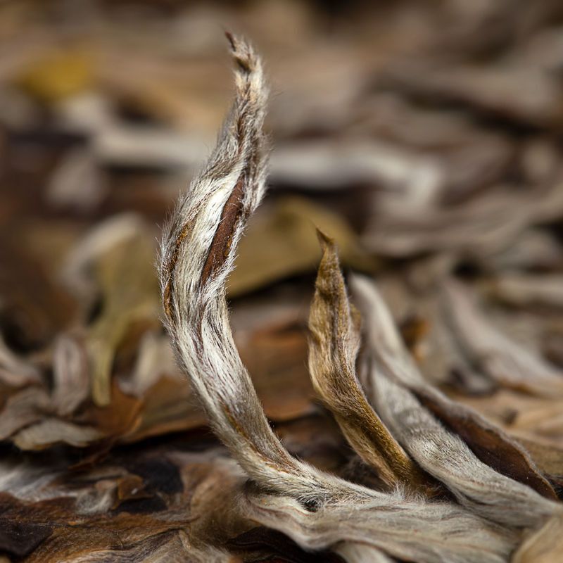 5-year-old White Tea Old GongMei Natural Sun-dried Tea Tribute Eyebrow Tea Cake Main image