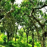 Yunnan Jin Bingdao Ripe Puer Tea Cake Old Tree Cooked Black Premium Aged