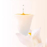 Authentic Taiwan Original 2023 New Tea Canned Milk Fragrant Jinxuan Oolong