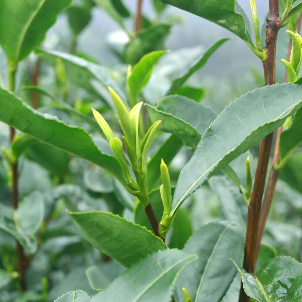Biluochun Tea Chinese Famous Green Tea Green Snail Spring Top Chinese Tea
