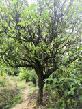 500G Old Tree Puerh Loose Tea Own Ancient Tea Plantation Raw Ancient Tree Puerh