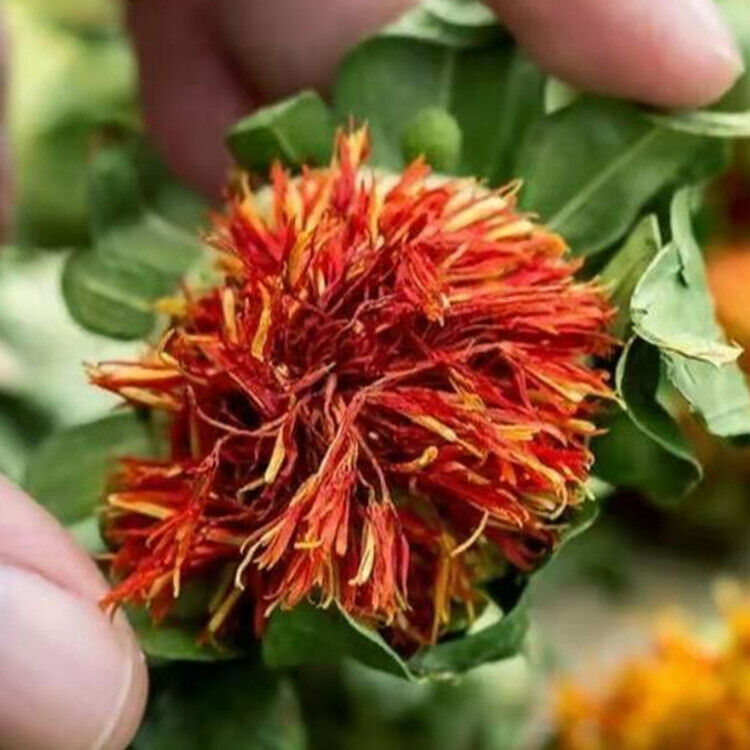Saffron Fruit Saffron Tibetan Saffron Fruit Western Saffron 500/1.1lb
