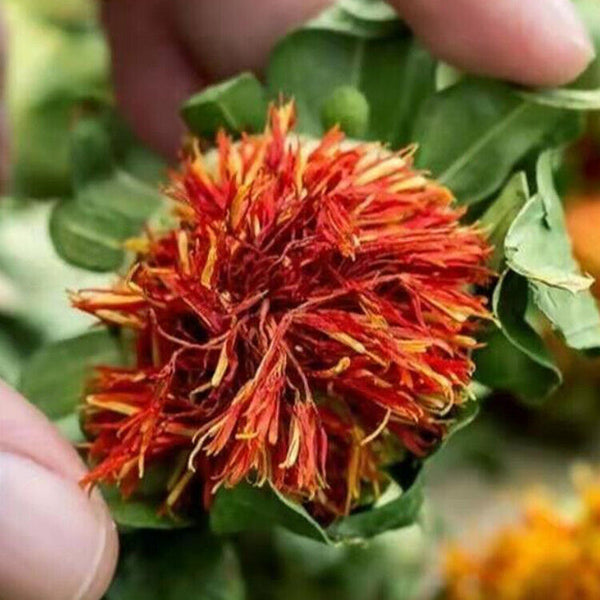 Saffron Fruit Saffron Tibetan Saffron Fruit Western Saffron 500/1.1lb