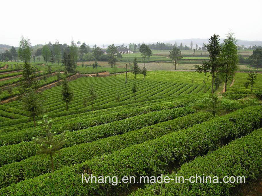 Dark Tea The Fourth Grade 250g