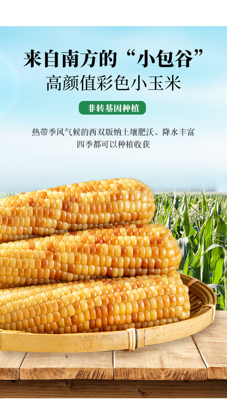 Xishuangbanna Sticky Corn – Vacuum-Packed Sweet Snack