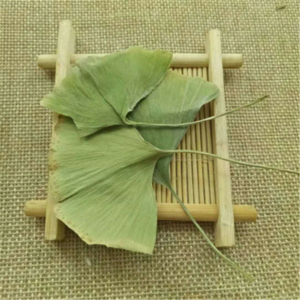 Ginkgo Biloba Leaves Chinese Wild Ginkgo Tea Medicinal Herbal Tea Healthy Drink